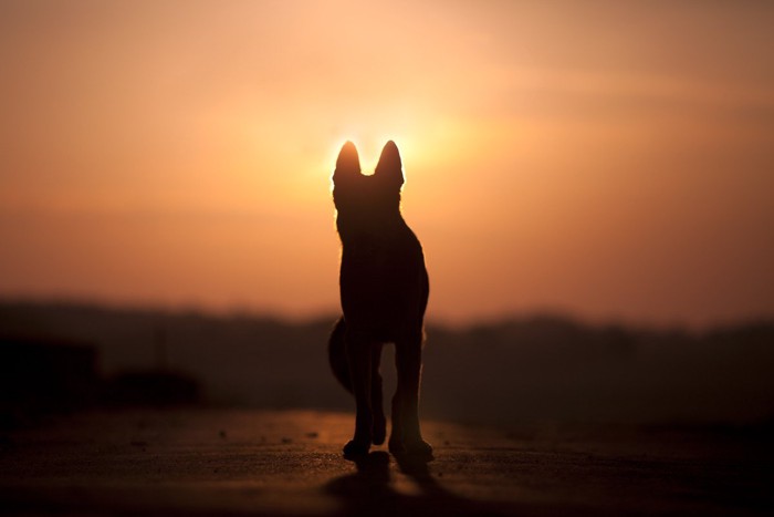 夕暮れと犬の影