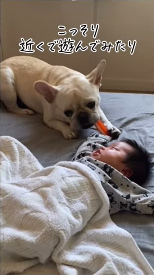 赤ちゃんとおもちゃで遊ぶ犬