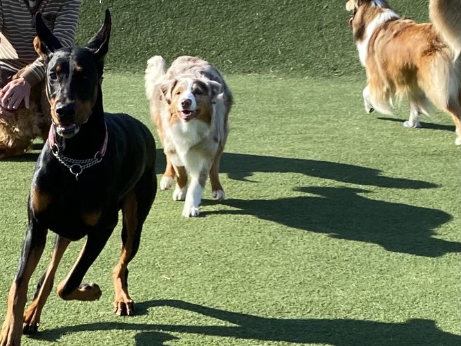 ドッグランで遊ぶ愛犬