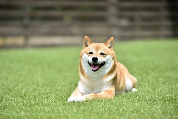 笑顔で伏せする犬