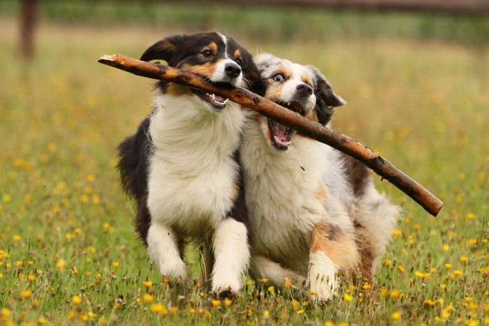 太い枝を咥える2頭の犬