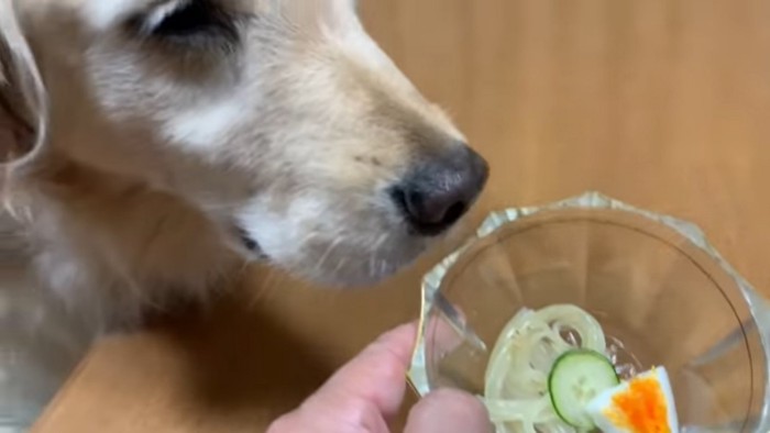 冷麺と大型犬