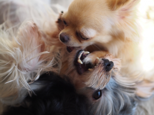 じゃれあう2匹の犬