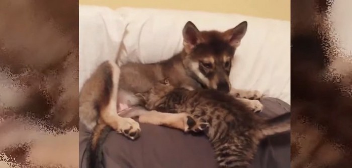 ソファの上に子犬と子猫