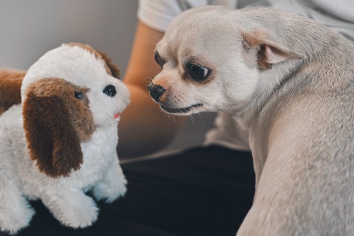 おもちゃに威嚇する犬