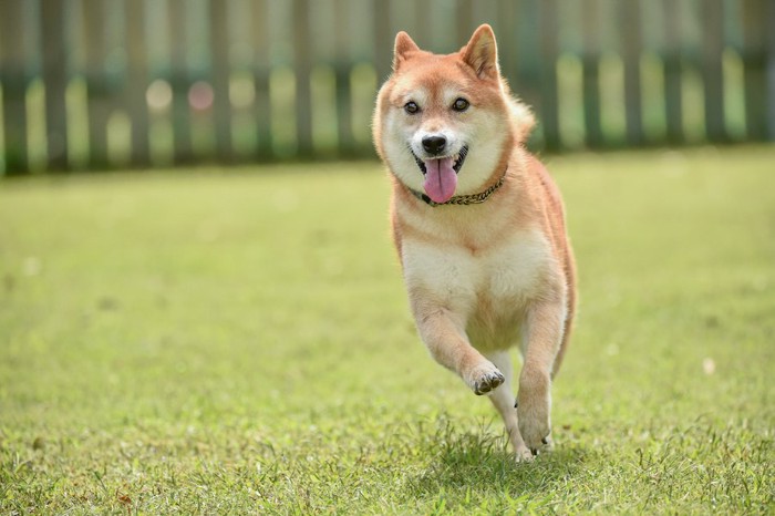 ドッグランで走っている柴犬