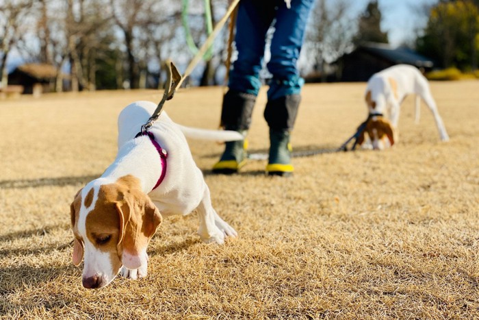 ニオイを嗅ぐ二頭の犬