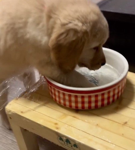 再びお水で遊ぶ子犬