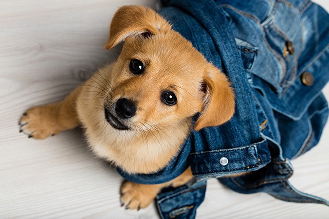 甘えた声で遊びに誘う犬