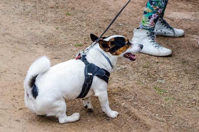 座り込む犬