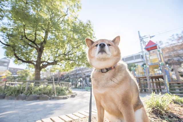 散歩中の柴犬