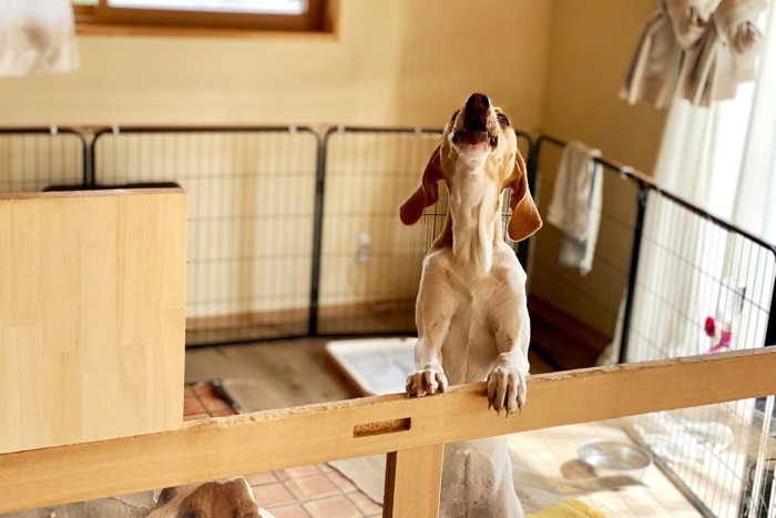 サークルで吠える犬