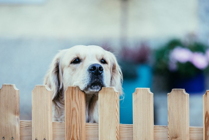 庭の犬