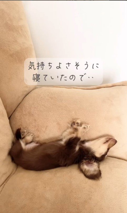 眠っているツナくん