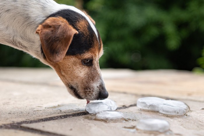 氷を舐める犬