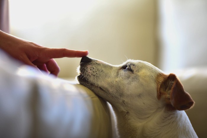 鼻を触る指と犬