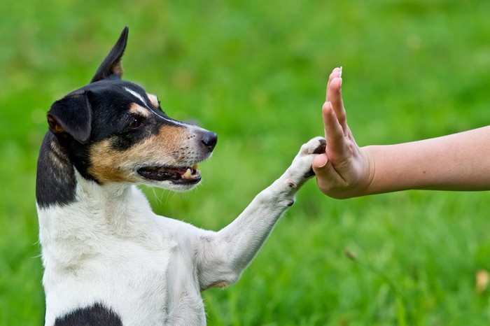 犬とタッチ