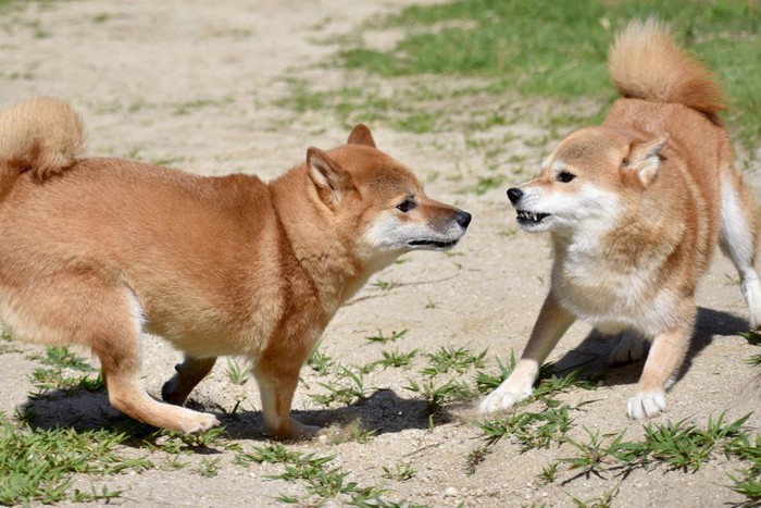 柴犬同士のコミュニケーション