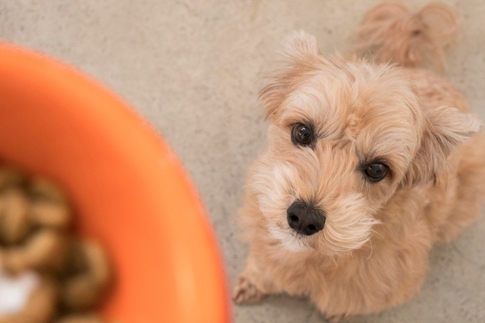 フードボウルに入ったフードを見つめる子犬