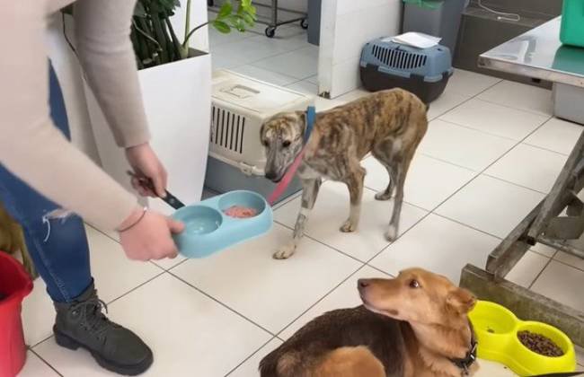 食べ物につられて歩く犬