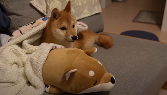 顔をカメラに向ける犬