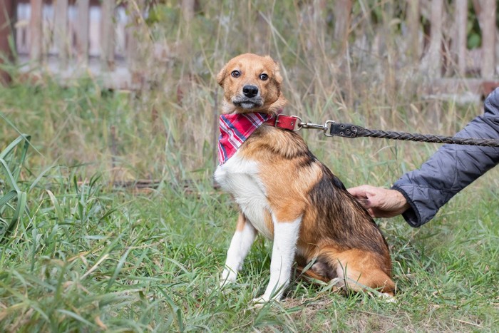 散歩中怖くてストレスフルな犬