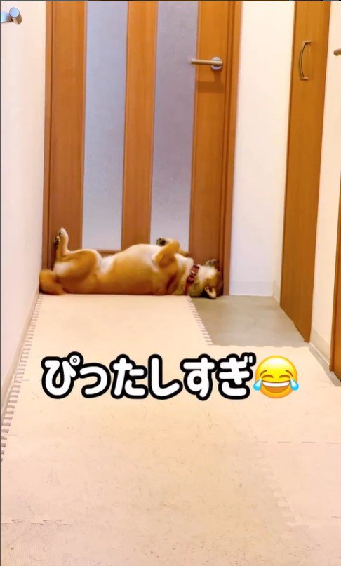 ドアの前で眠る小春ちゃん