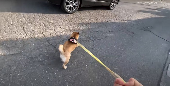 車を追いかける柴犬