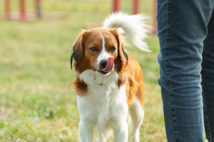 舌なめずりする犬