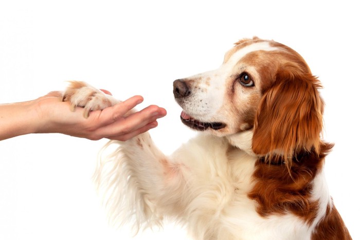 飼い主の手に足をかける犬