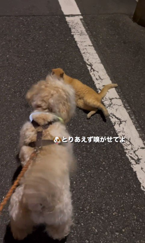 かまぼこくんと猫さん7