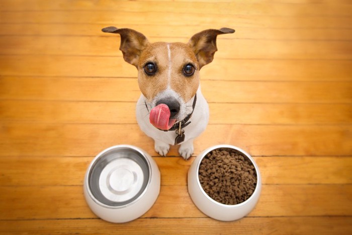 ご飯の前に食べる犬