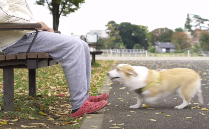 ベンチに向かう犬