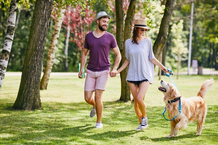 カップルと大型犬の散歩