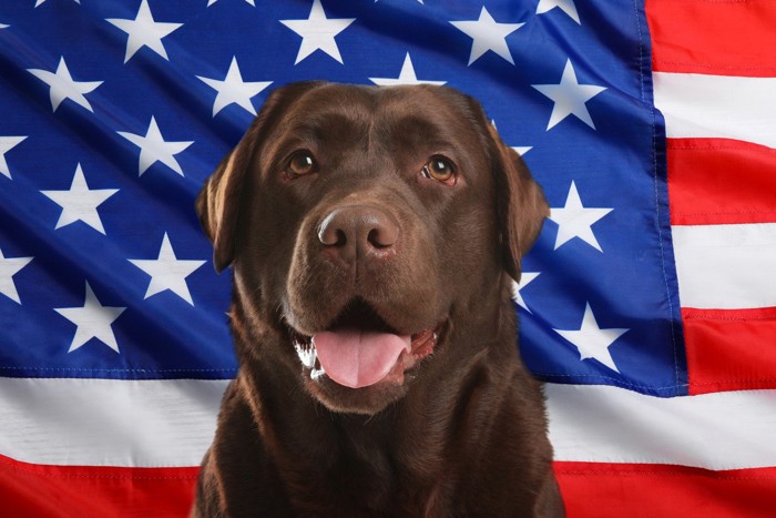 アメリカの国旗、軍人と犬