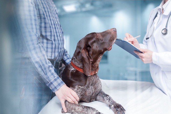 獣医師の説明を聞く飼い主と犬