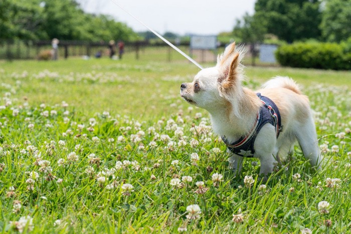 散歩する犬