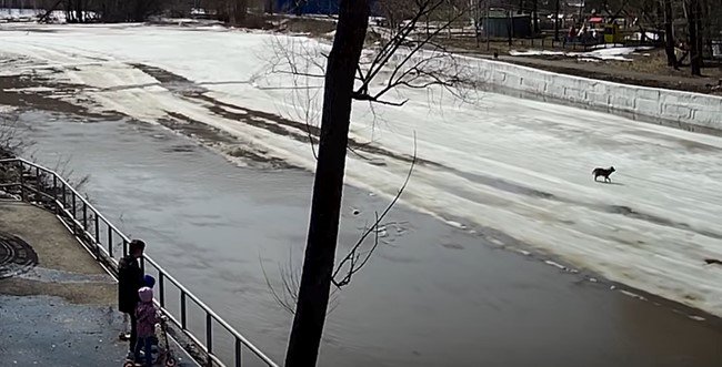 氷の上を歩く犬