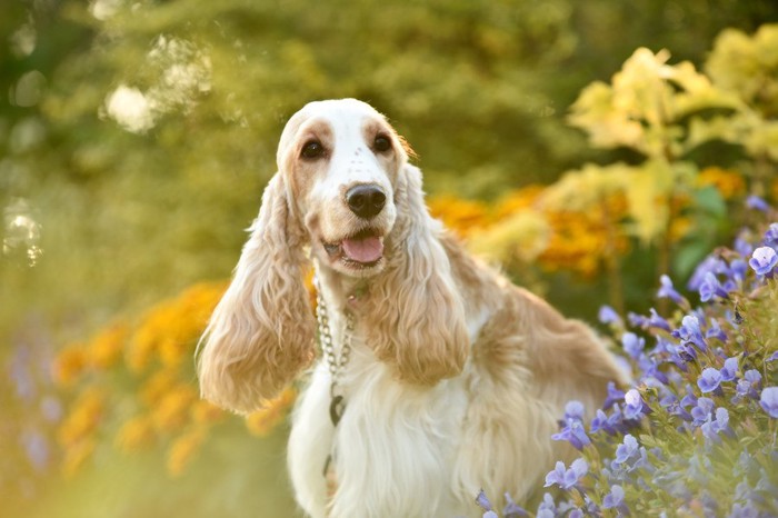 花畑と犬