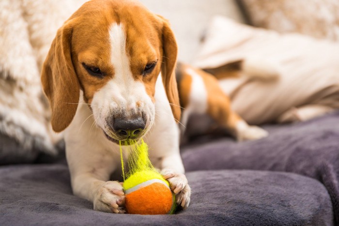 テニスボールを噛む犬