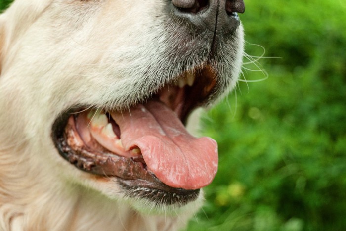 犬の口