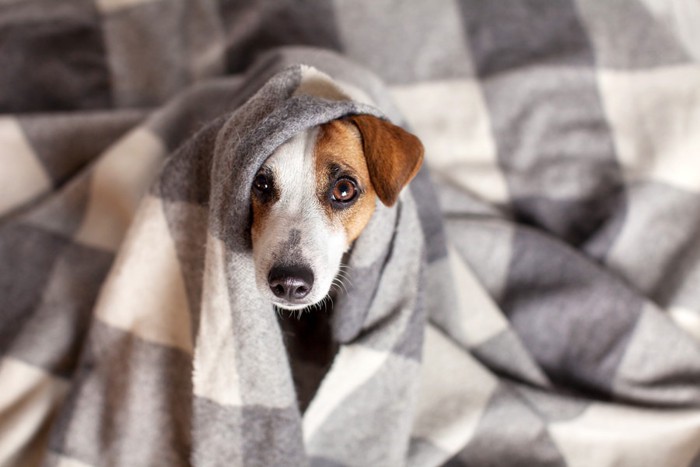 寒そうな犬