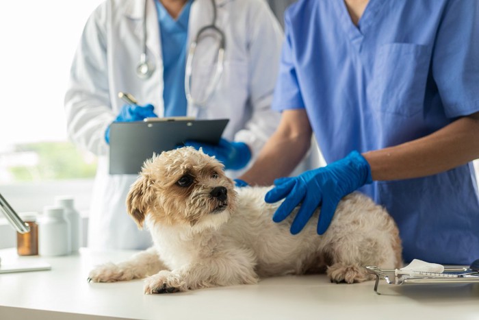 動物病院で先生に体を触られる犬