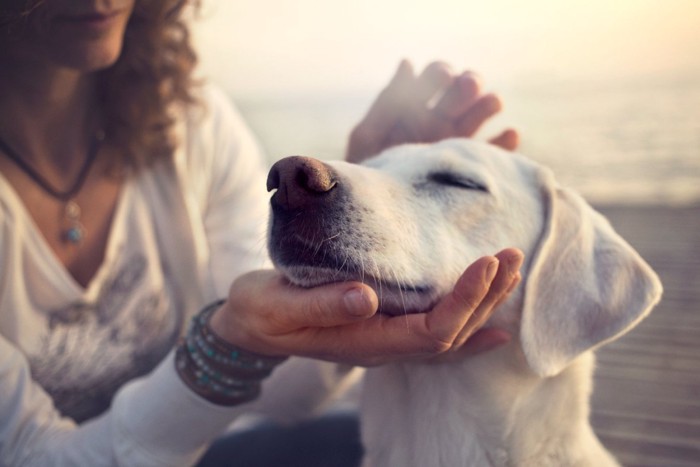 撫でられている犬