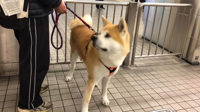 リードを持つお父さんを見る秋田犬