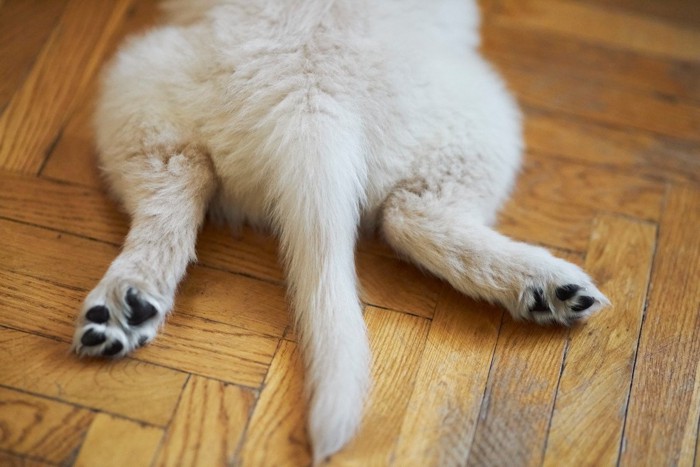 下半身に力が入らない犬