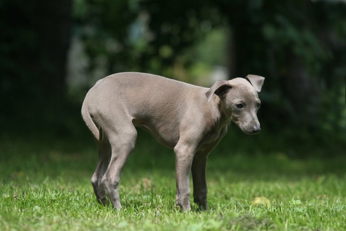 下痢をする犬