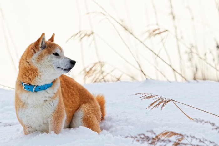 雪と柴犬