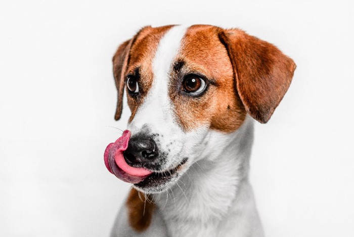 自分の鼻を舐める犬