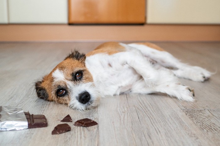 チョコと横になる犬